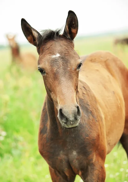 Portait of little pretty foal — Stock Photo, Image