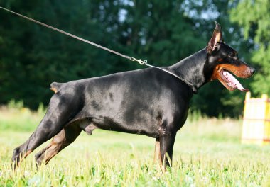 Harika safkan siyah doberman ayakta