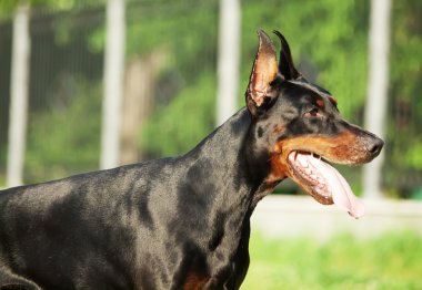 portre siyah ayakta şaşırtıcı doberman