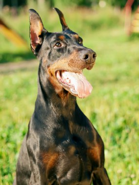 şaşırtıcı siyah doberman oturma portre