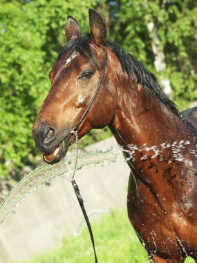 Portrait of washing bay horse clipart