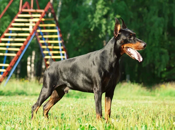 站在惊人的纯种黑色猎狗 — 图库照片