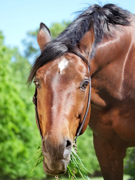 Портрет поедания красивой лошади — стоковое фото