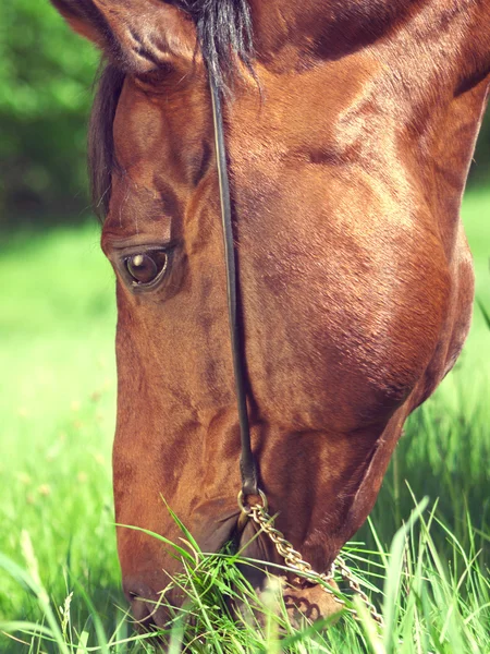 Güzel at otlatma portre — Stok fotoğraf