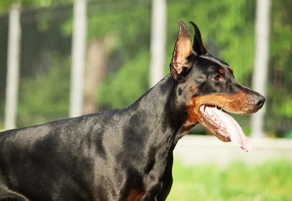 黑色的惊人的常设肖像猎狗 — 图库照片