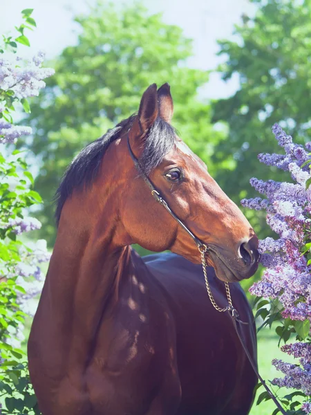 Magnifique cheval de baie près de fleur de lilas — Photo