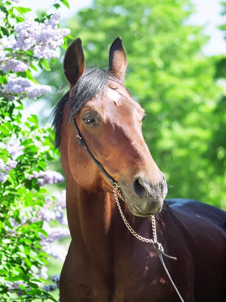 Retrato de bonito caballo de laurel cerca de flor lila — Foto de Stock