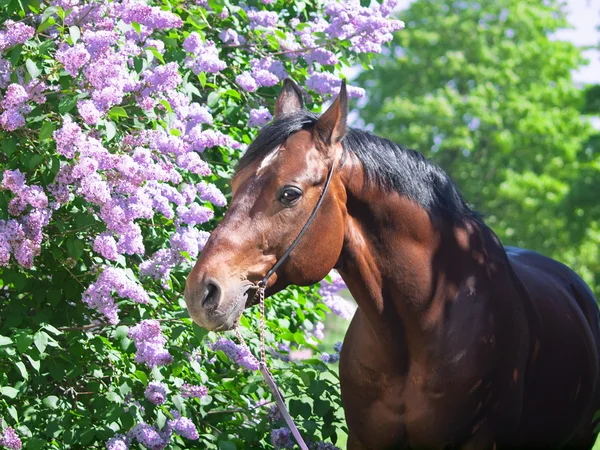 Maravilhoso cavalo de baía perto de flor de lilás — Fotografia de Stock