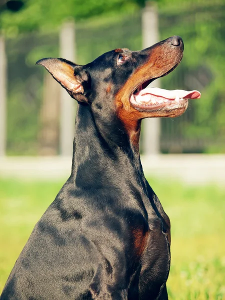 坐在令人惊叹的黑色猎狗的肖像 — 图库照片