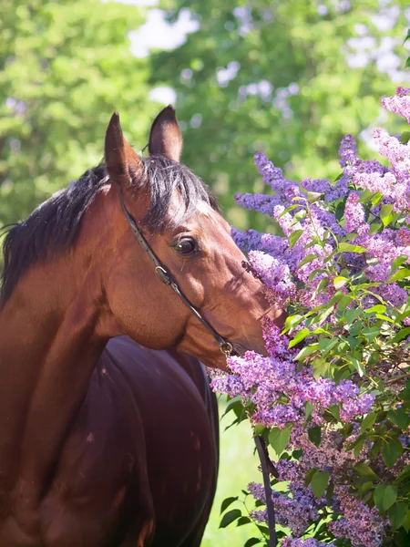 Porträt eines hübschen Pferdes in der Nähe von Fliederblume — Stockfoto