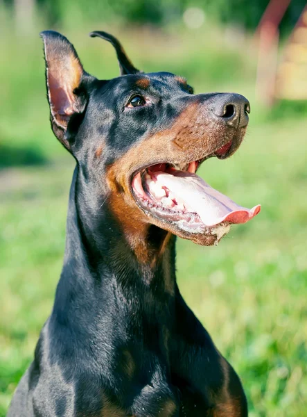 令人惊叹的黑色猎狗的肖像 — 图库照片
