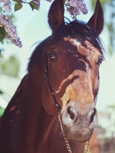 Portrait of pretty horse near lilac flower art toned — Stok fotoğraf