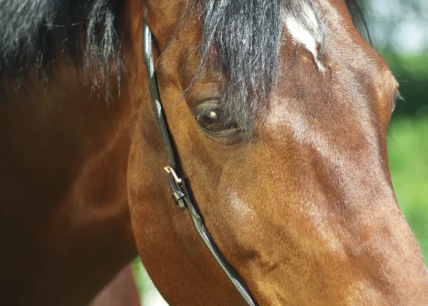Portret zbliżenie ładny koń — Zdjęcie stockowe