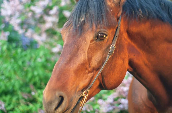 Porträtt av vackra horseat sunset närbild — Stockfoto