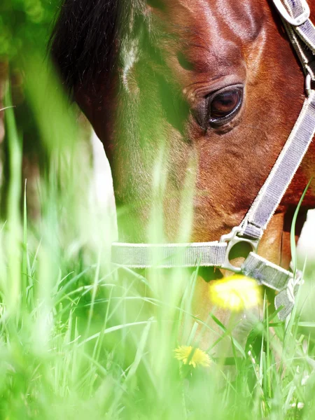 Retrato de pasto bonito caballo —  Fotos de Stock
