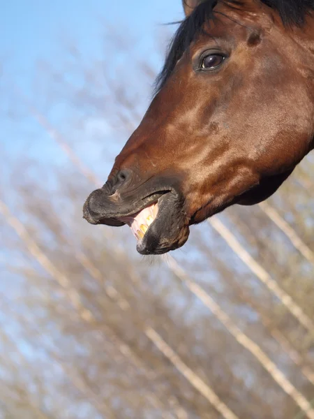 Horse with a sense of humor — Stock Photo, Image