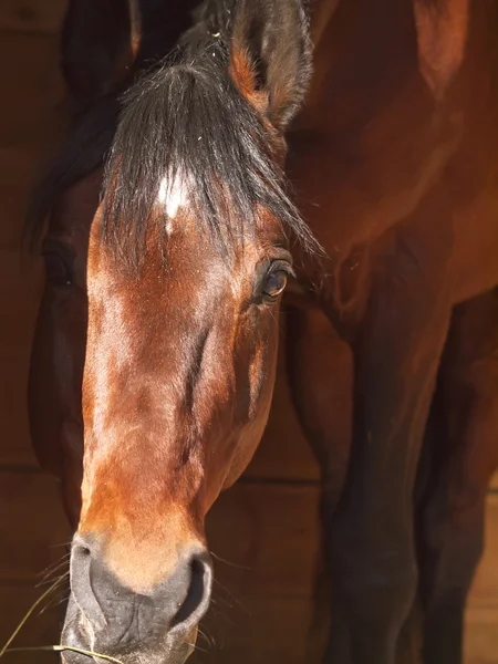 Portrait of bay horse in loose-box — Stock Photo, Image