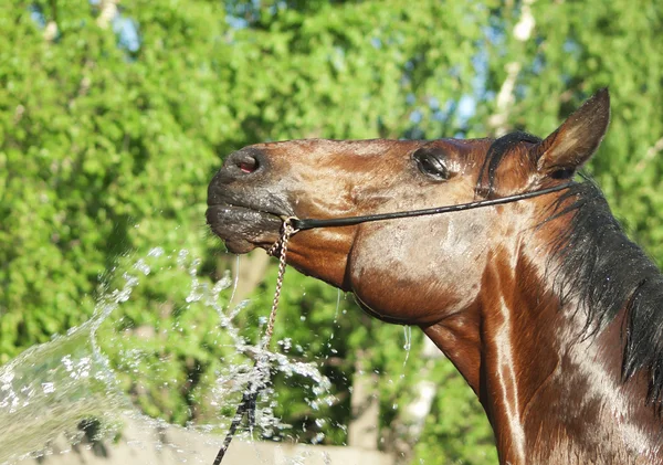 Πορτρέτο της πλύσης άλογο κόλπων — Φωτογραφία Αρχείου