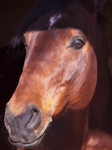 Ritratto di cavallo alloro in primo piano scuro — Foto Stock