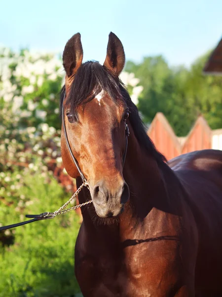Portrait of nice horse at sprign — Stock Photo, Image