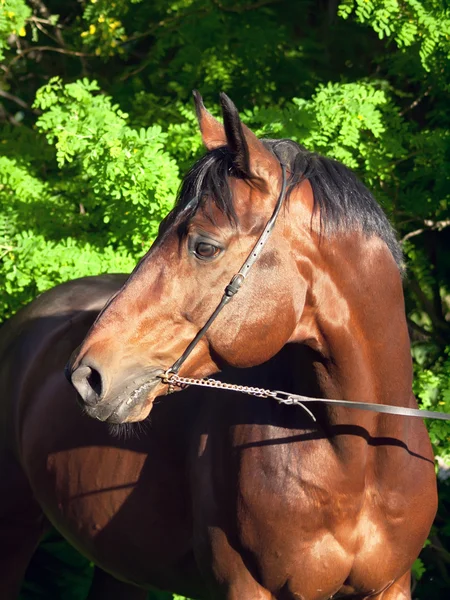 Porträtt av fin häst på sprign — Stockfoto