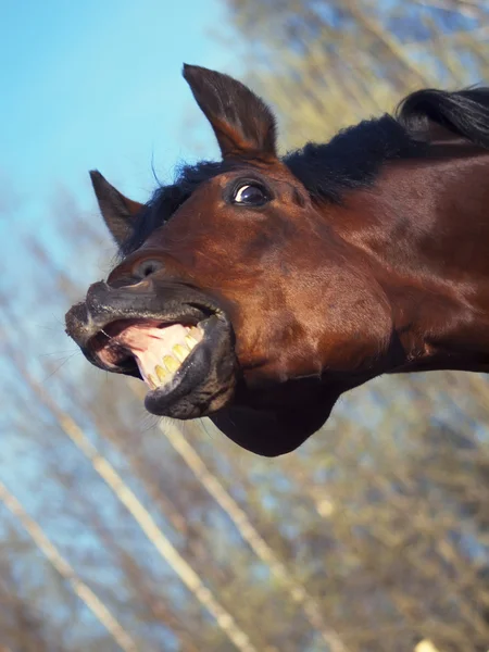Hest med sans for humor – stockfoto