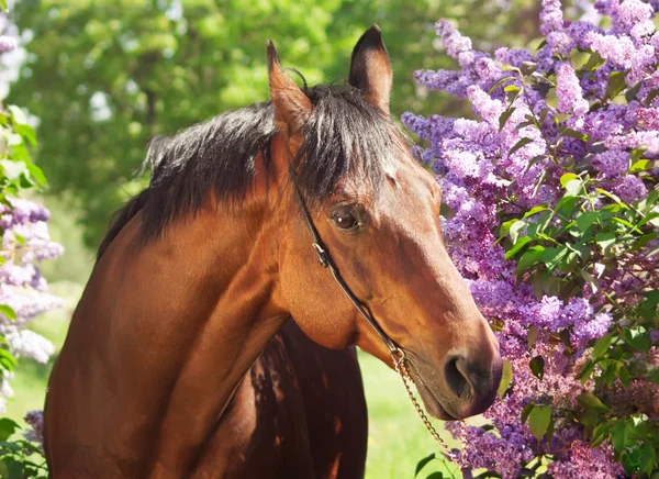 Portrait of pretty horse near lilac flower Stock Image