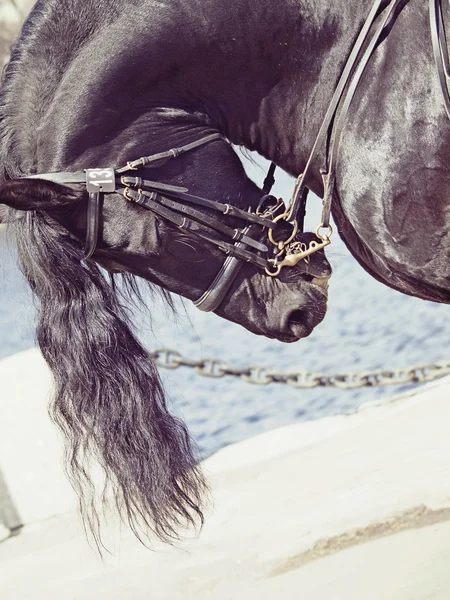 Portret Ujeżdżeniu Koń fryzyjski sztuki stonowanych — Zdjęcie stockowe