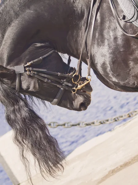 Portrait of dressage frisian horse art toned — Stock Photo, Image
