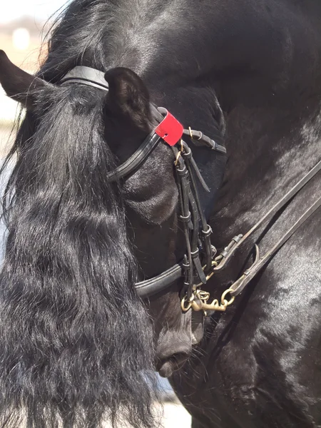 Muotokuva dressage frisian hevonen lähikuva — kuvapankkivalokuva