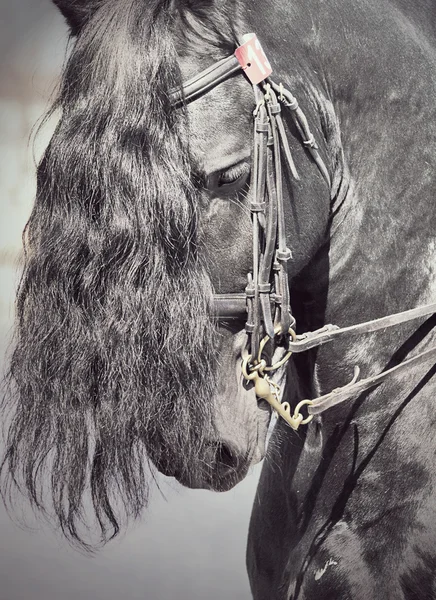 Retrato de doma caballo frisón primer plano —  Fotos de Stock