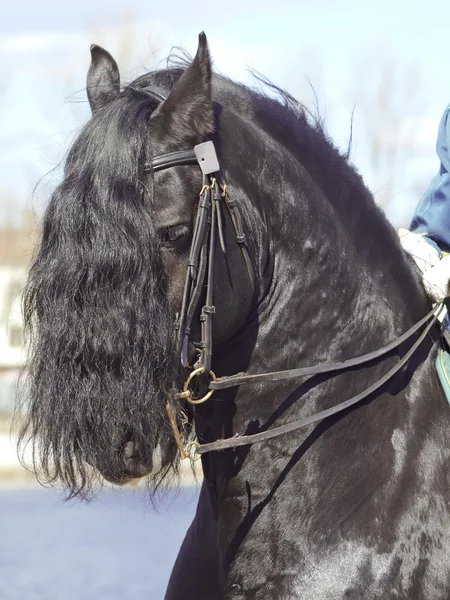 Portret Ujeżdżeniu Koń fryzyjski — Zdjęcie stockowe