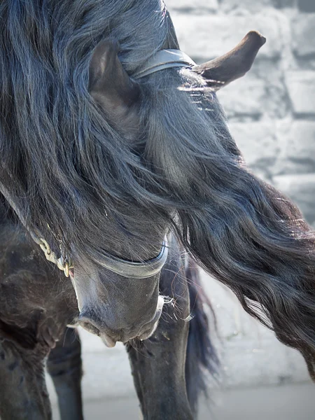 Porträt eines friesischen Pferdes in Nahaufnahme — Stockfoto