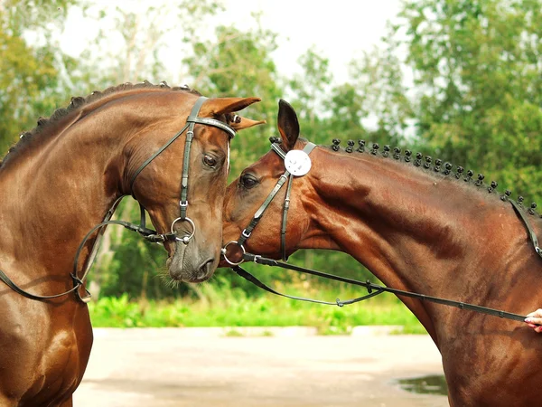 Couple of amazing trakehner stallions from show — Stock Photo, Image
