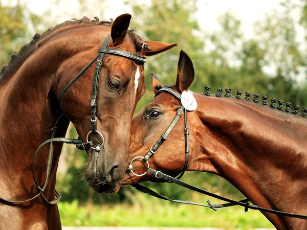 stock image Couple of amazing trakehner stallions from exibition