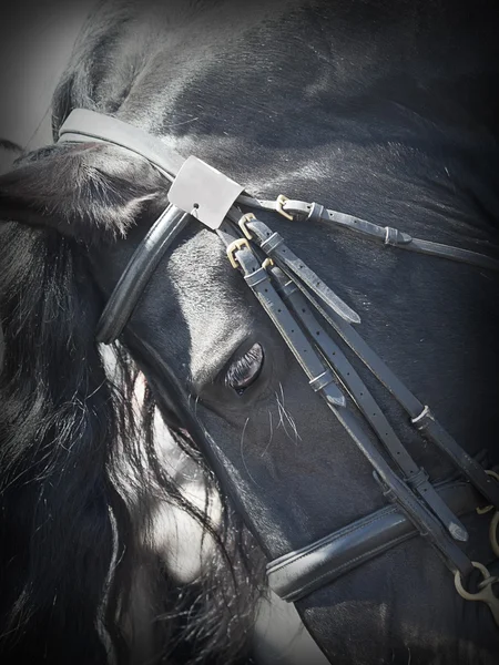 Porträt eines friesischen Pferdes in Nahaufnahme — Stockfoto