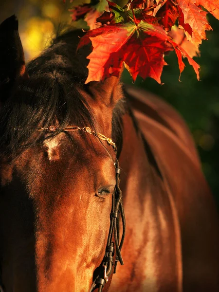 stock image Portrait of bay sleeping horse