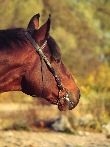 Portrait of bay horse at autumn background — Stock Photo, Image