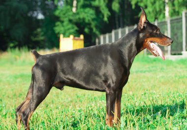 ayakta şaşırtıcı safkan siyah doberman