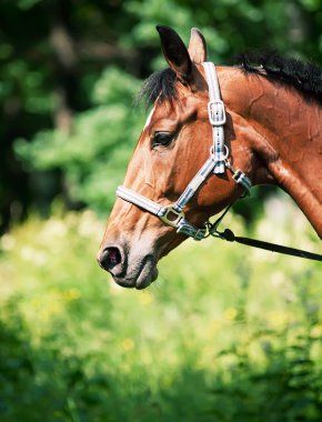 güzel trakehner mare portresi