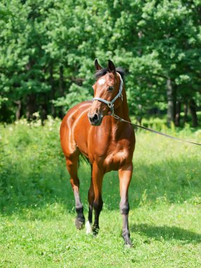 Beautiful trakehner mare at summer time clipart