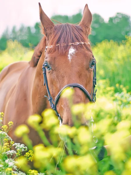 Retrato de hermoso caballo castaño alrededor de flores amarillas — Foto de Stock