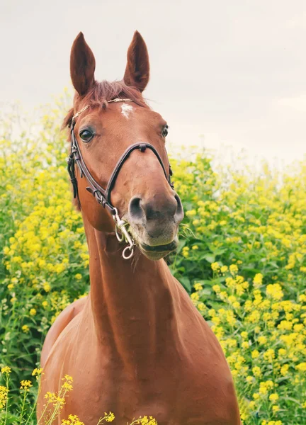 Portret piękny koń czerwony wokół żółte kwiaty — Zdjęcie stockowe