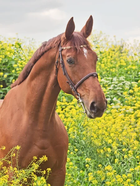 Πορτρέτο του όμορφο άλογο κάστανο — Φωτογραφία Αρχείου
