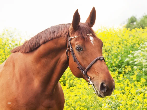 Retrato de hermoso caballo castaño alrededor de flores amarillas —  Fotos de Stock