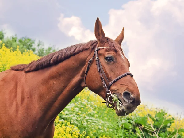 Πορτρέτο του όμορφο άλογο κάστανο στο δραματικό ουρανό — Φωτογραφία Αρχείου