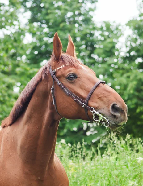 Retrato de belo cavalo vermelho — Fotografia de Stock