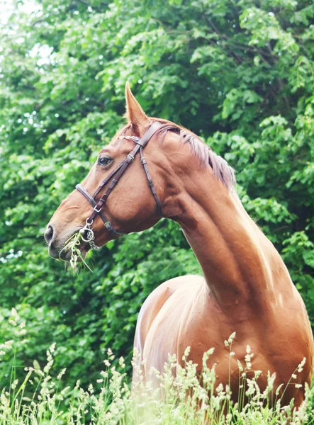 Retrato de hermoso caballo rojo — Foto de Stock