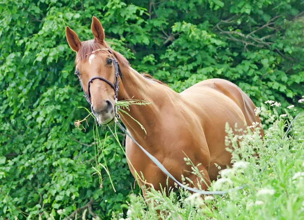 Belo cavalo vermelho — Fotografia de Stock
