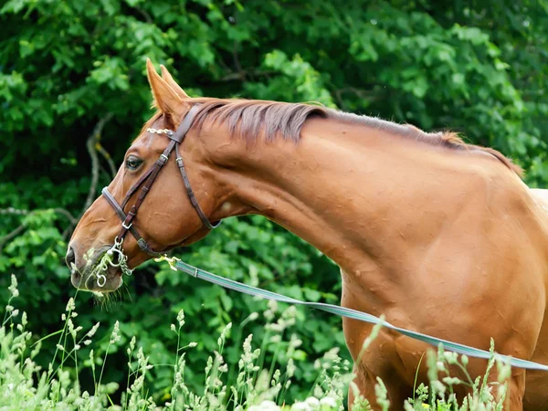 Портрет красивой красной лошади — стоковое фото